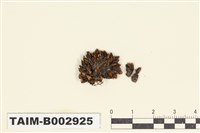 藏品(真苔科)的圖片